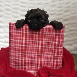 Lime Green (North) - Brindle male Bouvier des Flandres puppy in Ashtabula, Ohio from Beulah Bouviers and Havanese