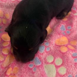 Luna - Black and cream female Dachshund puppy in Bristol, Florida from Creek Life Miniature Dachshunds