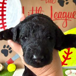 Big Mac - Black male Labradoodle puppy in Adams, Nebraska from Boxcar Doodles and Poodles