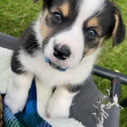 American Corgi Puppies from Patriot American Corgi