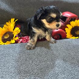Fitz green collar - Black & tan tri-color male Morkie puppy in Taylorsville, North Carolina from Mountain Top Hot Tailz