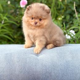 Rolo - Chocolate merle male Pomeranian puppy in Stockton, California from Pommiepalace