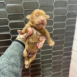 Merry - Apricot female Goldendoodle puppy in Rienzi, Mississippi from Saddle Hill Farms