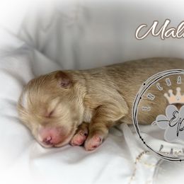 Malina - Wheaten female Miniature Schnauzer puppy in Dorr, Michigan from Enchanted Paws