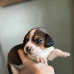 Male 1 - Black red and white male Beagle puppy in Carthage, Missouri from Rocking H Dogs