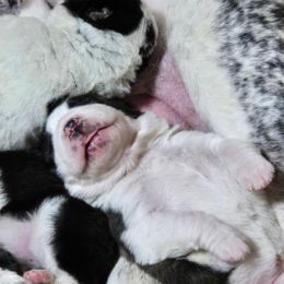 Girl 1 W - White female Central Asian Shepherd Dog puppy in Michigan from Guardian Dog