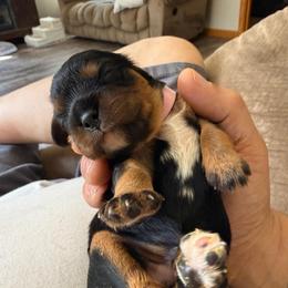 Raelyn - Black and tan female Cavalier King Charles Spaniel puppy in Kirksville, Missouri from Royal Country Cavaliers of Missouri