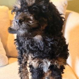 Ocean - Brown white and tan female Cockapoo puppy in Saint Louis, Missouri from Jax Doodles