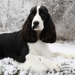 English Springer Spaniels from RuffHouser English Springer Spaniels