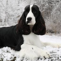English Springer Spaniels from RuffHouser English Springer Spaniels