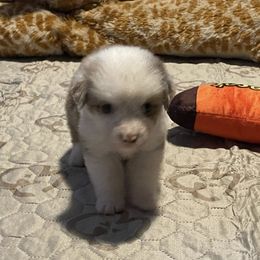 Quark - Red merle male Miniature American Shepherd puppy in Garysburg, North Carolina from Schaefer's Miniature American Shepherds
