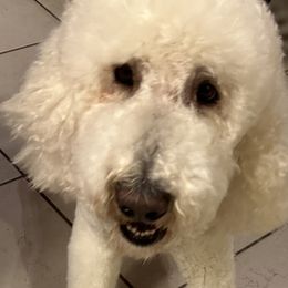 Poodles from Austin poodles