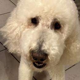 Poodles from Austin poodles