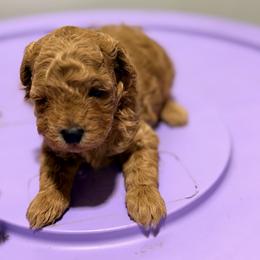 Rory - Red female Maltipoo puppy in Bells, Texas from Partridge Doodles and Poodles