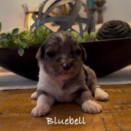 Bluebell - Blue merle female Aussiedoodle puppy in Cartersville, Georgia from Simply Blessed Doodles