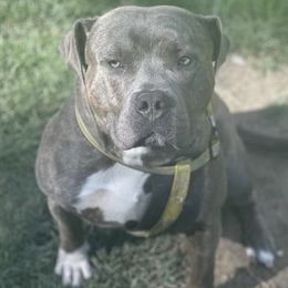 American Bullies from Bruda’s Kennel