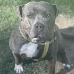 American Bullies from Bruda’s Kennel