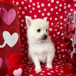 Alien - White female Pomsky puppy in Valparaiso, Indiana from Valparaiso Pomskys