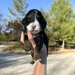 Luna - Tri-color female Bernedoodle puppy in Wamego, Kansas from Doodles of Oz
