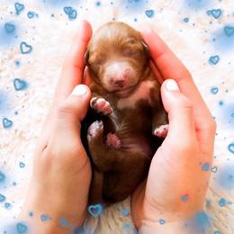 Friday - Red  male Goldendoodle puppy in Kissimmee, Florida from Poodle Doodle Kennels