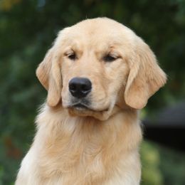 Ever - Golden Retriever