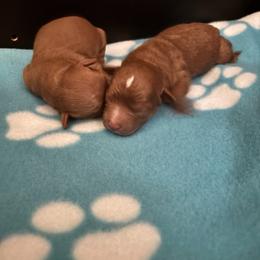 Teddy - Red Cavapoo puppy in Atlantic County, New Jersey from Sweet Doodles and Poos