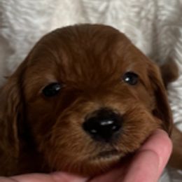 Goldendoodle Puppies from Betsy-Doodles