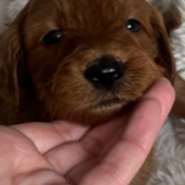 Goldendoodle Puppies from Betsy-Doodles