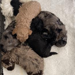 Cockapoo and Poodle Puppies from Nikol Nik