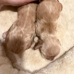 Poppy - Buff female Cocker Spaniel puppy in Lake, Mississippi from MGs Cockers
