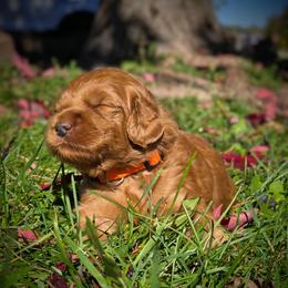 Mars - Red female Labradoodle puppy in Genoa City, Wisconsin from Sakura Pups