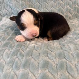 Chocolate Pie - Black tri male Miniature American Shepherd puppy in Groesbeck, Texas from Epic Miniature American Shepherds