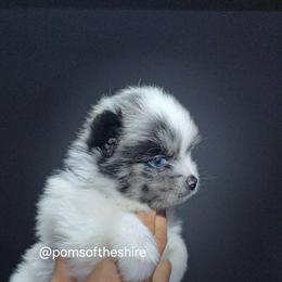 Eärendil - Blue merle male Pomeranian puppy in Boca Raton, Florida from Poms of The Shire
