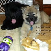 Eurasier Puppies from Exquisite Eurasier