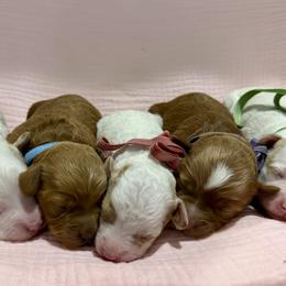 Goldendoodle puppies from Twinkle MiniDoodles