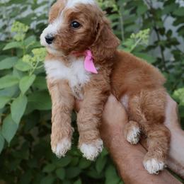Birdie - Pink Collar girl - Red  female Goldendoodle puppy in Ruthorfordton, North Carolina from Duncan Doodles Goldendoodles