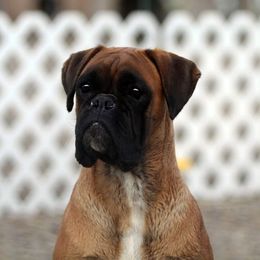Bria - Boxer