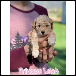 Poodle Puppies from Baird Poodles