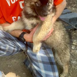 Playful - Agouti and white female Siberian Husky puppy in Tennessee from Heavenly Made Huskies and Poms