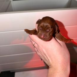 Girl 1 - Yellow female Labrador Retriever puppy in Burton, Michigan from Sunbrooke Acres
