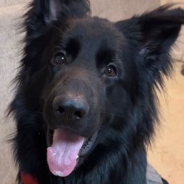 German Shepherd Puppies from Von Falkenberg German Shepherds, LLC