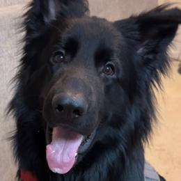 German Shepherd Puppies from Von Falkenberg German Shepherds, LLC
