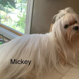 Mick - Maltese