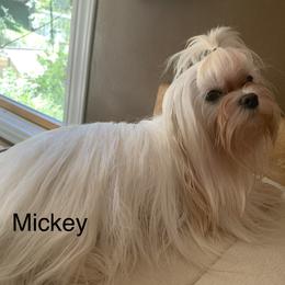 Mick - Maltese