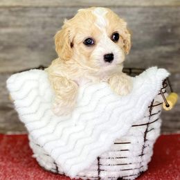 Cavapoos from Cavapoos of Cross Hill