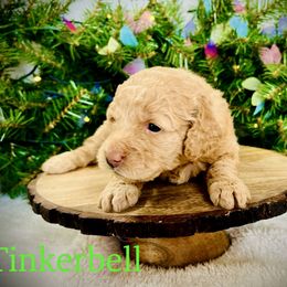 Tinkerbell - Cream female Goldendoodle puppy in Smithville, Tennessee from Gingerdoodles