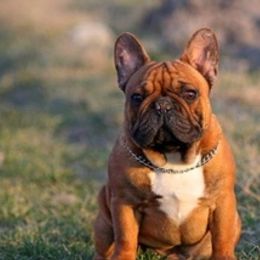 French Bulldogs from Killer Frenchies