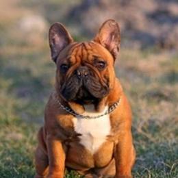 French Bulldogs from Killer Frenchies