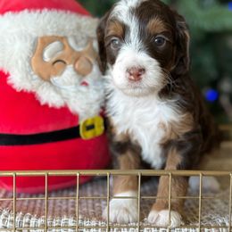 Gabs - Tri-color female Bernedoodle puppy in Yuciapa, California from AlltheDoodlez_