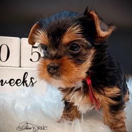 Standard girl red - Black and tan female Yorkshire Terrier puppy in Machesney Park, Illinois from Three Yorkie Family